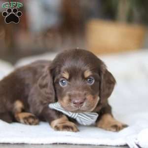 Glizzy, Dachshund Puppy