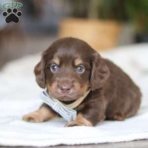Glizzy, Dachshund Puppy