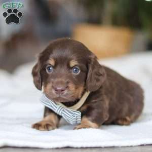 Glizzy, Dachshund Puppy