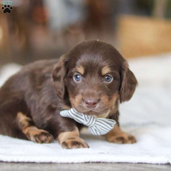 Glizzy, Dachshund Puppy