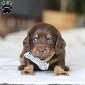Glizzy, Dachshund Puppy