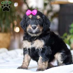 Goldilocks, Bernedoodle Puppy