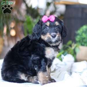 Goldilocks, Bernedoodle Puppy