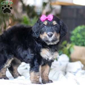 Goldilocks, Bernedoodle Puppy
