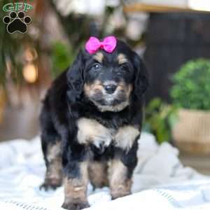 Goldilocks, Bernedoodle Puppy