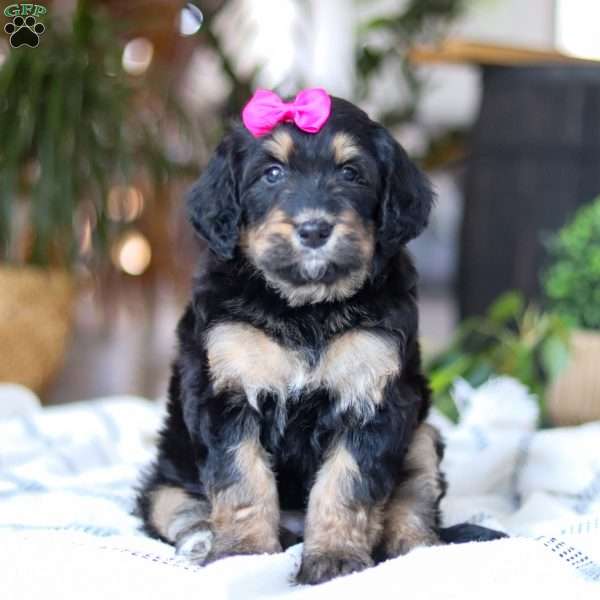 Goldilocks, Bernedoodle Puppy