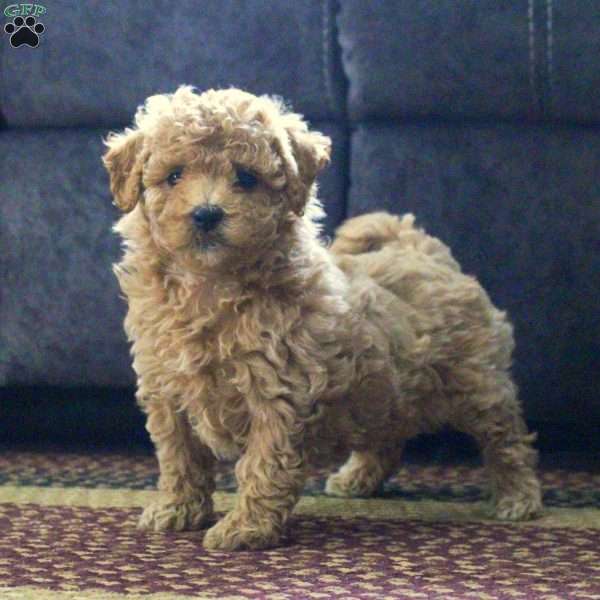 Grace, Maltipoo Puppy