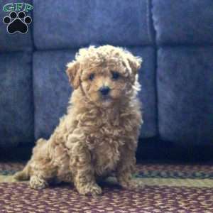 Grace, Maltipoo Puppy