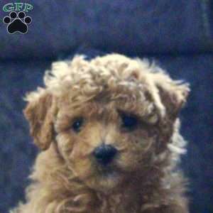 Grace, Maltipoo Puppy