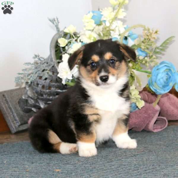 Gracie, Pembroke Welsh Corgi Puppy