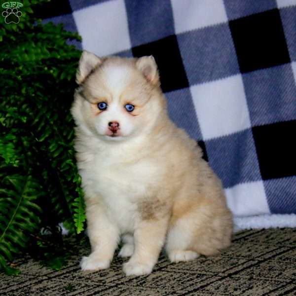 Gracie, Pomsky Puppy