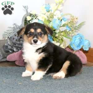 Gracie, Pembroke Welsh Corgi Puppy