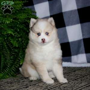 Gracie, Pomsky Puppy