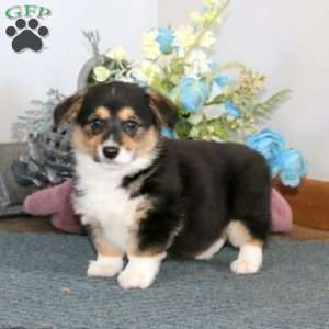 Gracie, Pembroke Welsh Corgi Puppy
