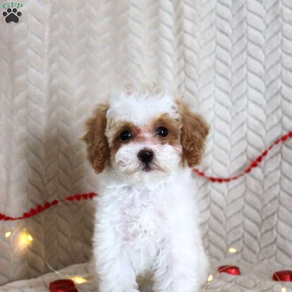 Gracie, Toy Poodle Puppy