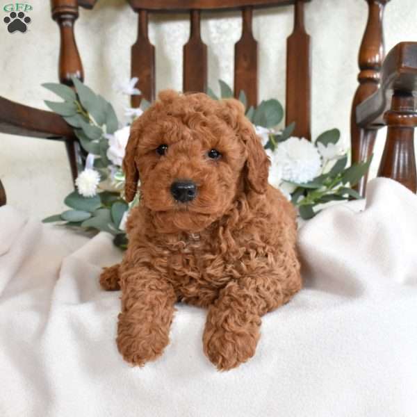 Graham, Mini Goldendoodle Puppy