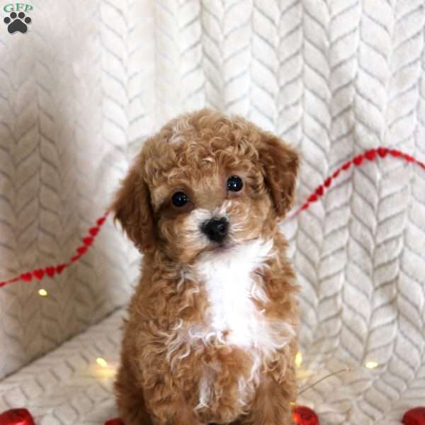 Grant, Toy Poodle Puppy