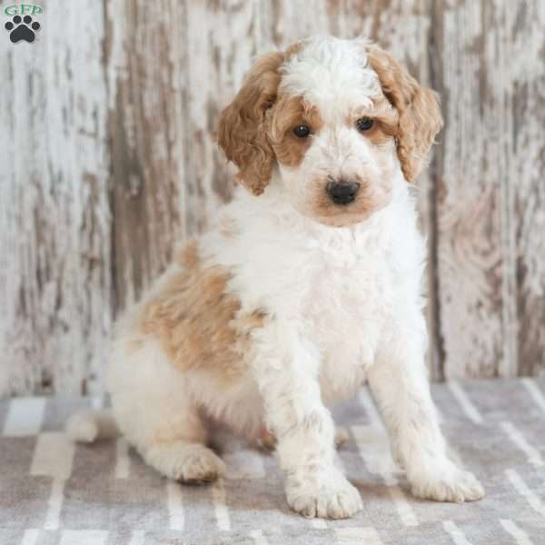 Grayson, Mini Labradoodle Puppy