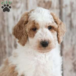 Grayson, Mini Labradoodle Puppy