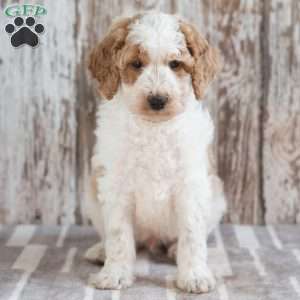 Grayson, Mini Labradoodle Puppy