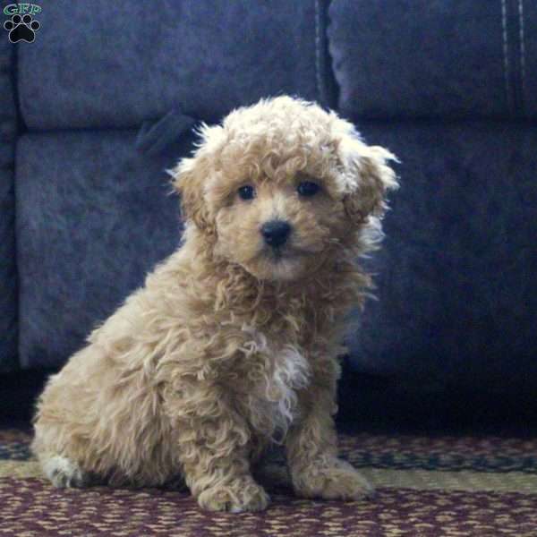 Grayson, Maltipoo Puppy