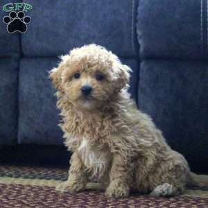 Grayson, Maltipoo Puppy