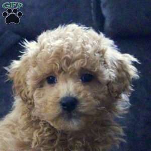 Grayson, Maltipoo Puppy
