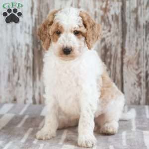 Grayson, Mini Labradoodle Puppy