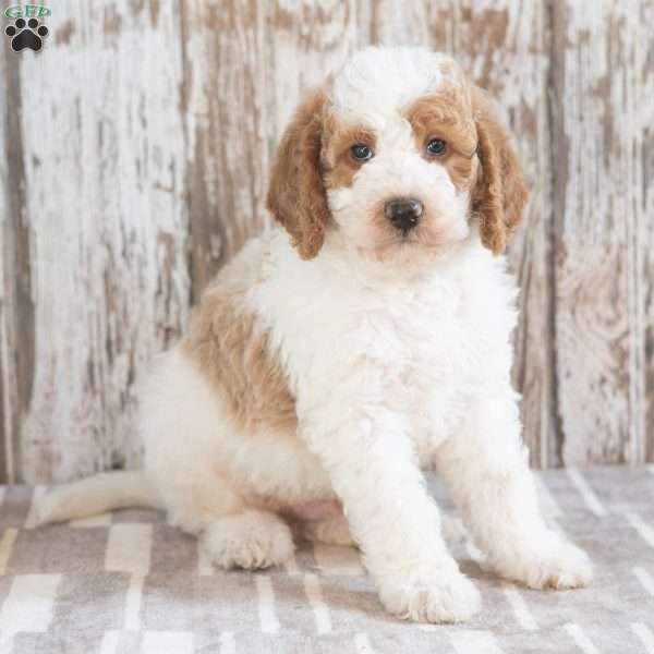 Gregory, Mini Labradoodle Puppy
