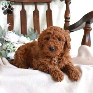 Groot, Mini Goldendoodle Puppy
