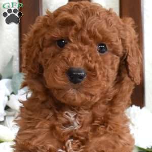 Groot, Mini Goldendoodle Puppy
