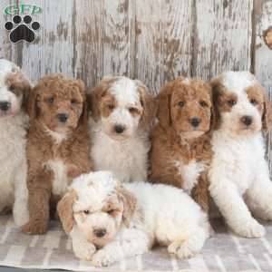 Ginger, Mini Labradoodle Puppy