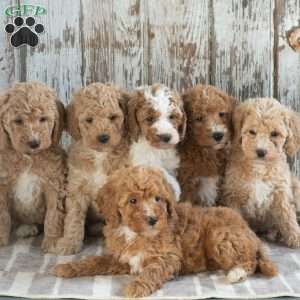 Grayson, Mini Labradoodle Puppy