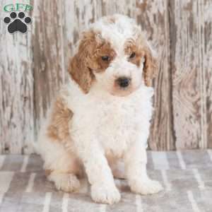 Gunther, Mini Labradoodle Puppy