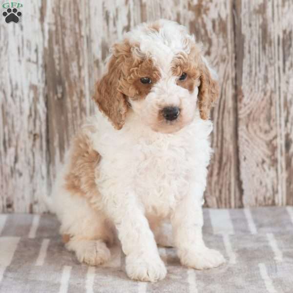 Gunther, Mini Labradoodle Puppy