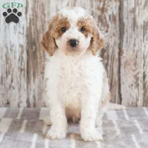 Gunther, Mini Labradoodle Puppy