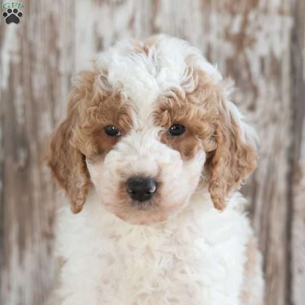 Gunther, Mini Labradoodle Puppy