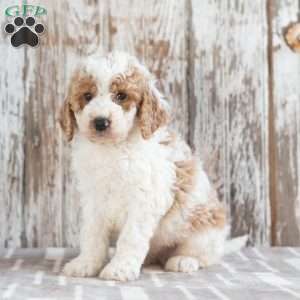Gunther, Mini Labradoodle Puppy