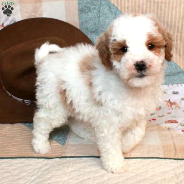 Gus-F2, Mini Goldendoodle Puppy