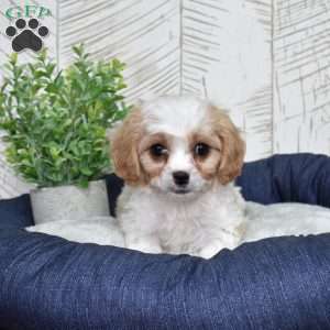 Gus, Cavachon Puppy