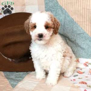 Gus-F2, Mini Goldendoodle Puppy