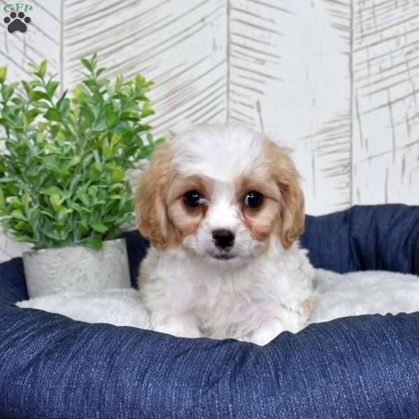 Gus, Cavachon Puppy