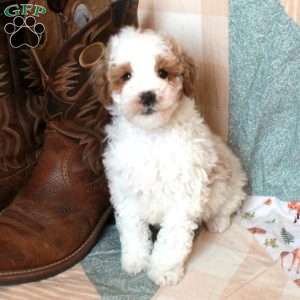 Gus-F2, Mini Goldendoodle Puppy