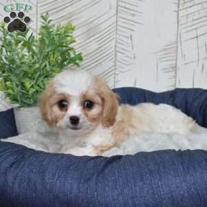 Gus, Cavachon Puppy