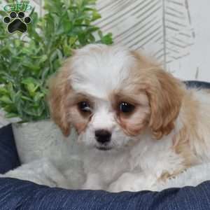 Gus, Cavachon Puppy