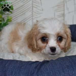 Gus, Cavachon Puppy