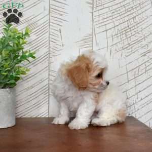 Gus, Cavachon Puppy