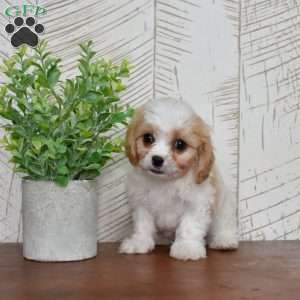 Gus, Cavachon Puppy