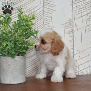 Gus, Cavachon Puppy