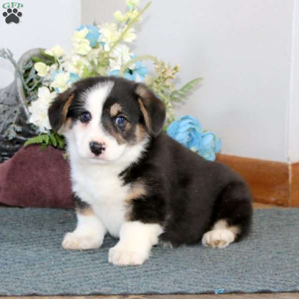Gus, Pembroke Welsh Corgi Puppy